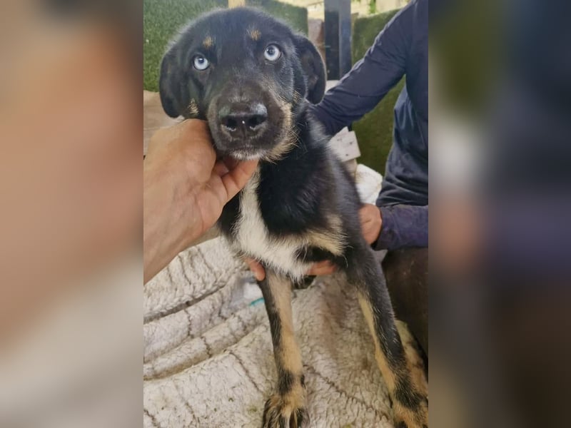 Bobby – junger Hundebub sucht liebevolle Menschen