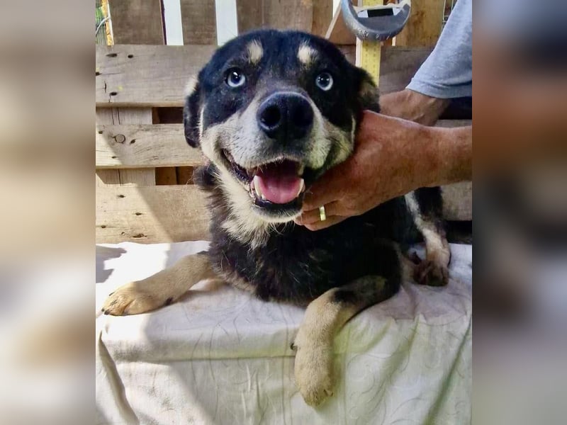 Verschmuster und verträglicher Moritz verlor sein Herrchen