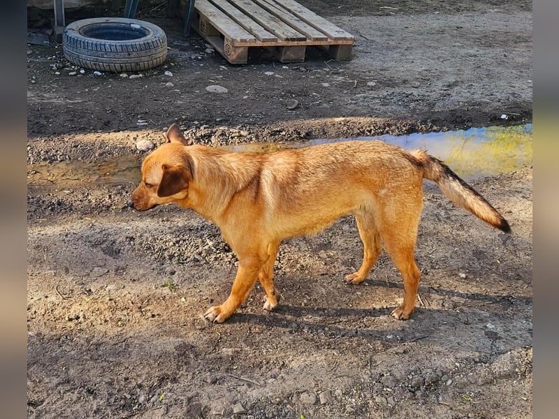 Linus – junger Rüde sucht ein geduldiges und liebevolles Zuhause