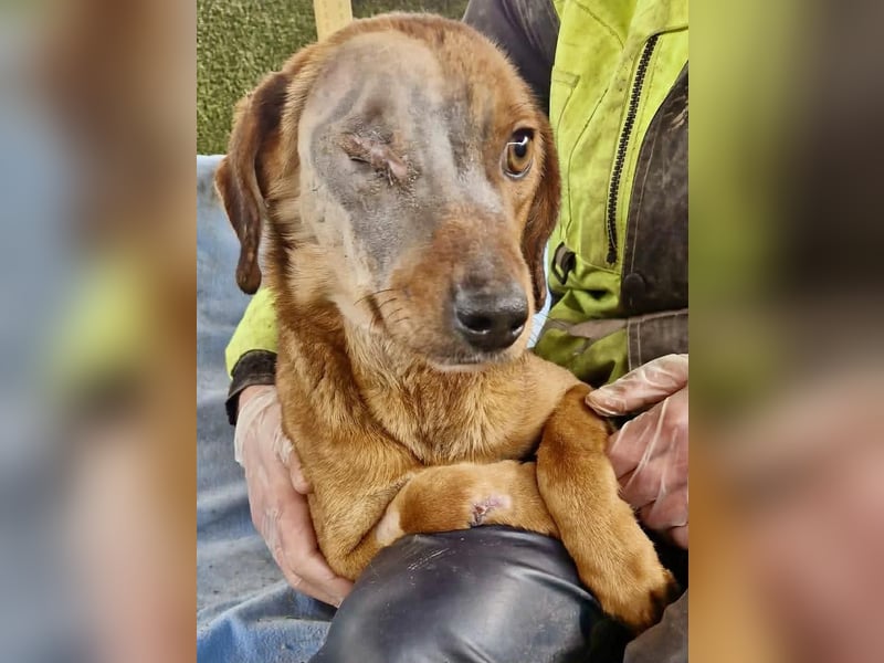 Tapfere Poppy sucht ihr Glück