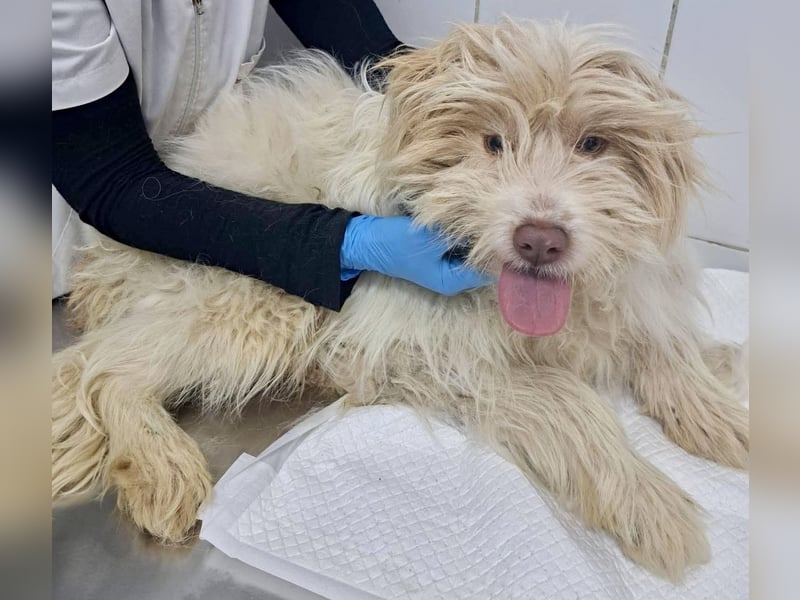 Todtrauriger Boomer auf der Suche nach Glück