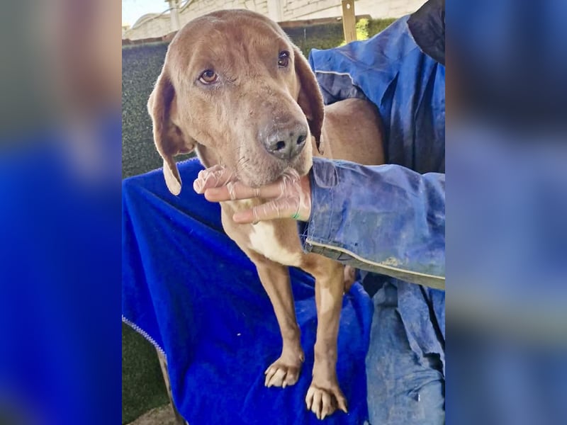 Benji.... Traumhund auf 4 Pfoten