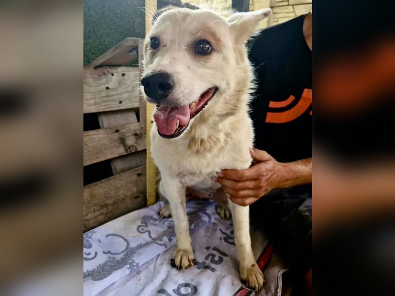 Tschigsy, sanfte Seniorin sucht ihre Familie