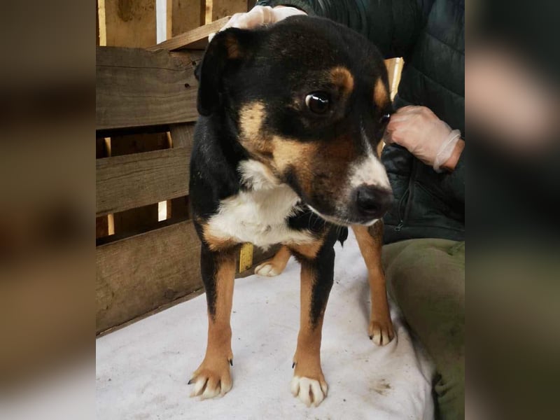 Franjo sucht warmes & liebevolles Zuhause