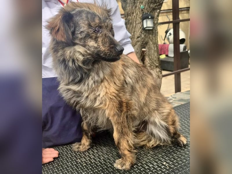 Ronja – kleine Kämpferin sucht ihr Happy End