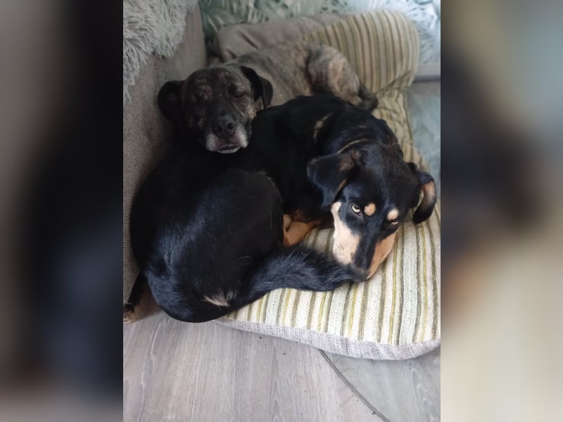 Fröhliches Hundemädchen Juna sucht ihre Menschen