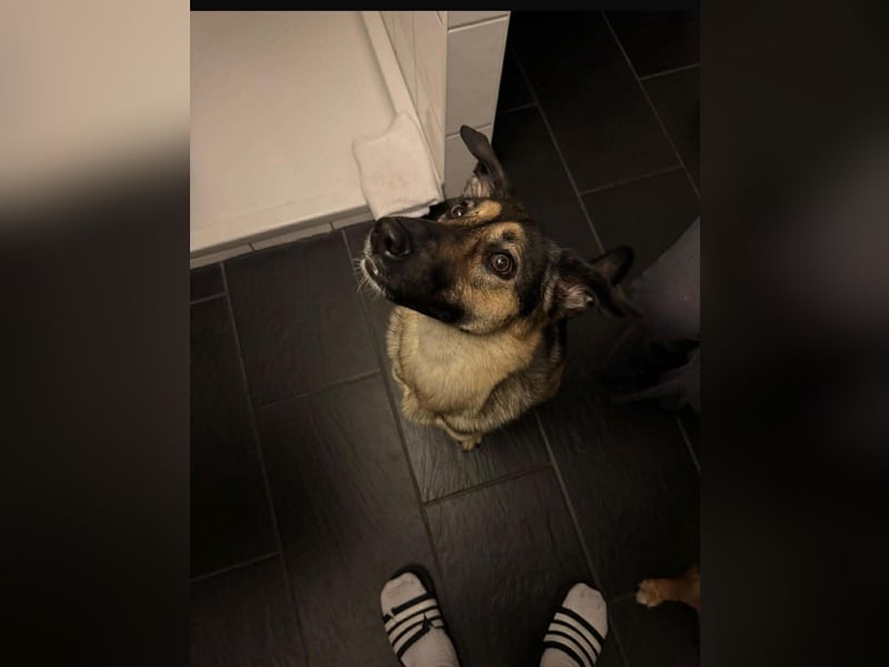 Unsichere Luna sucht erfahrenes Zuhause