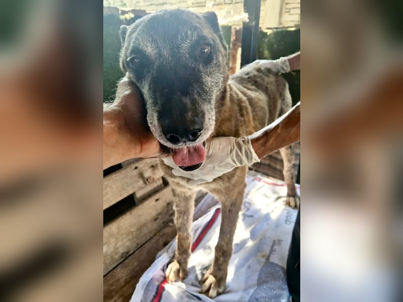 Cody, bitte lass das Shelter nicht seine Endstation sein...