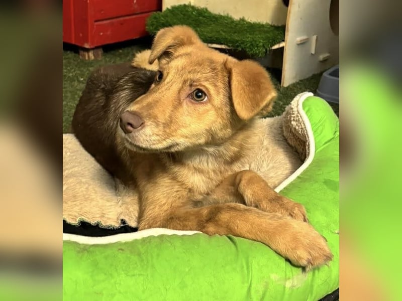 Bildhübsches Welpenmädchen Lumi