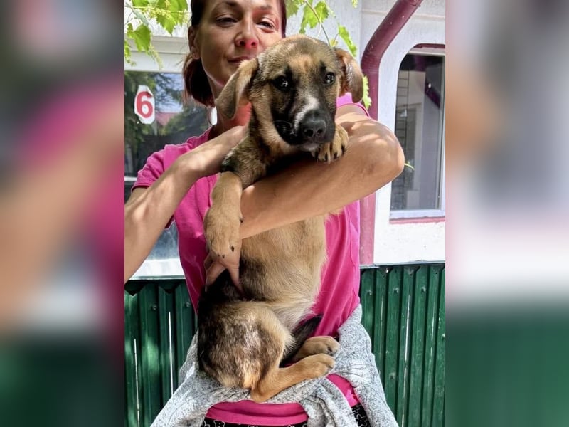Sky – kleines Welpenmädchen sucht ihr Glück
