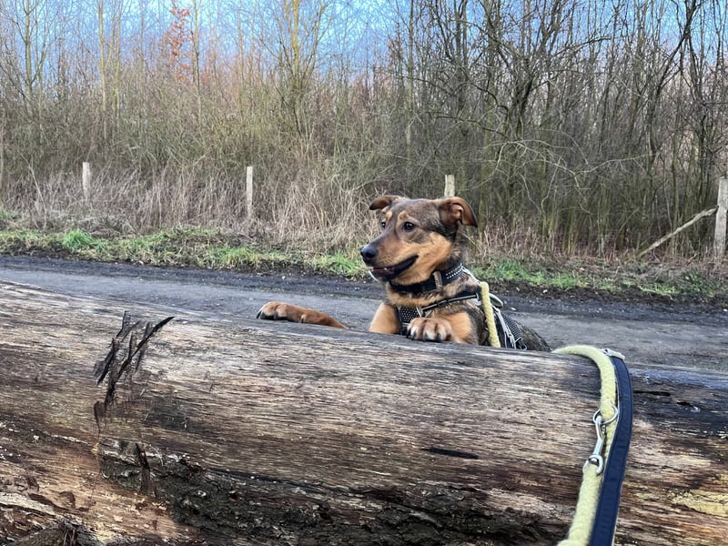 Sanfte Seele Jessy sucht ihr Für-immer-Zuhause