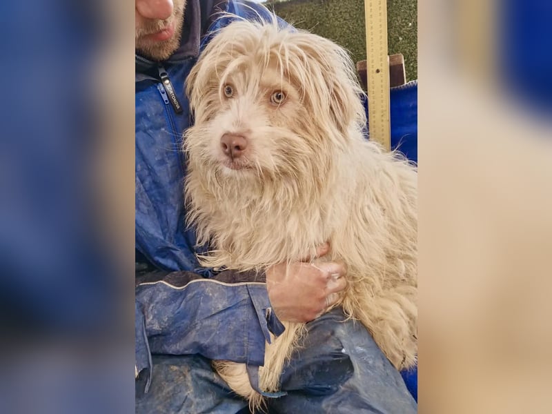 Todtrauriger Boomer auf der Suche nach Glück