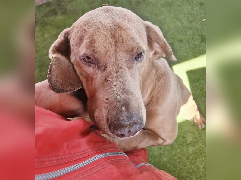 Benji.... Traumhund auf 4 Pfoten