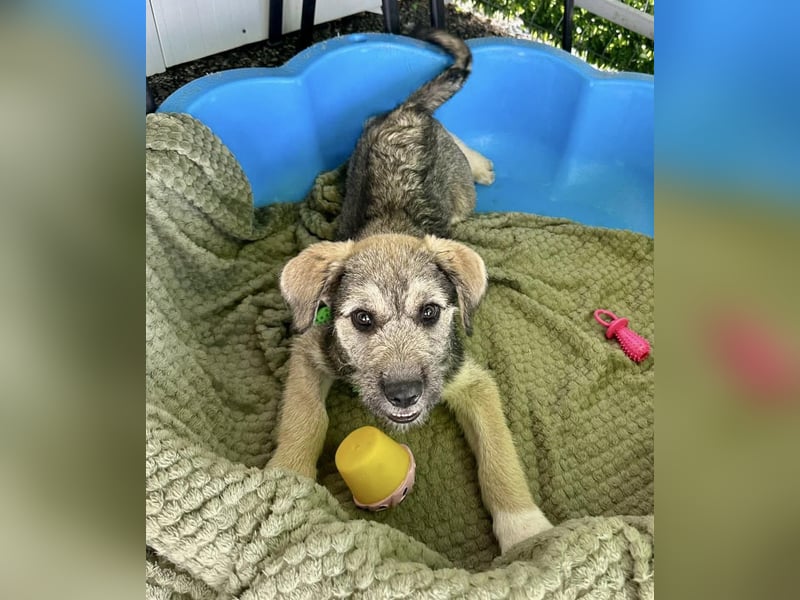 Luke – kleiner Überlebenskünstler sucht sein Glück