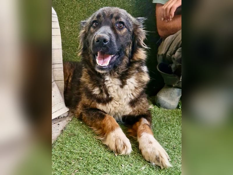 Sanfte Fenja sucht ihr Für immer Zuhause
