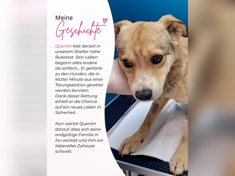 Freundlicher Quentin sucht seine Herzensmenschen