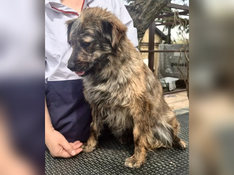 Ronja – kleine Kämpferin sucht ihr Happy End