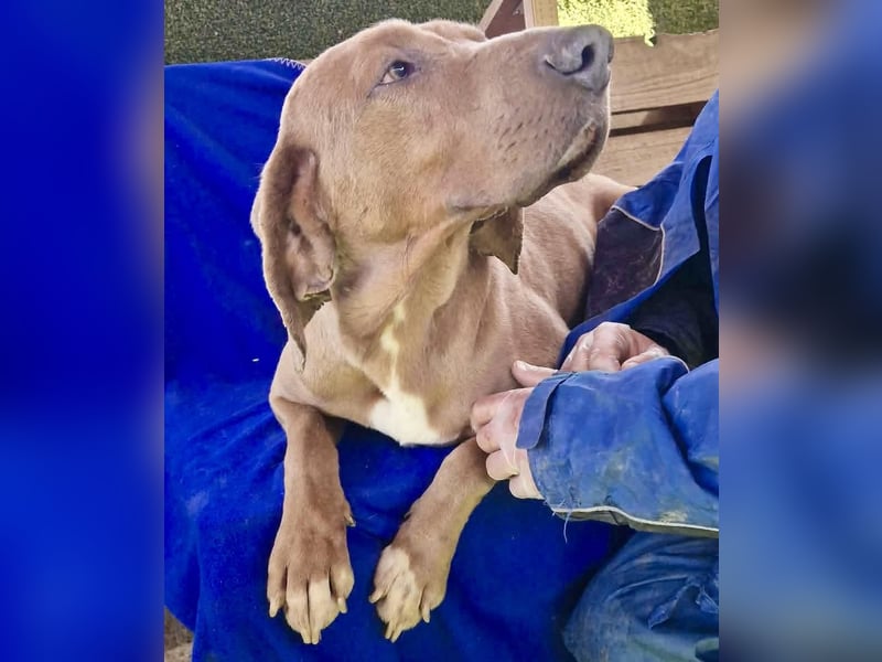 Benji.... Traumhund auf 4 Pfoten