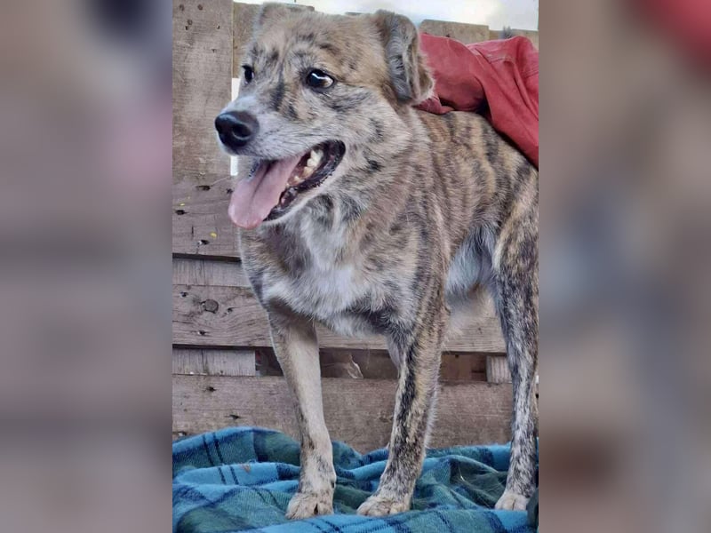 Simba – sensibel, verschmust, lustig