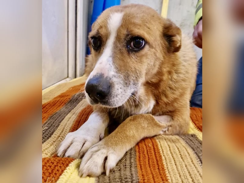 Sanfter Hundeopi Rex