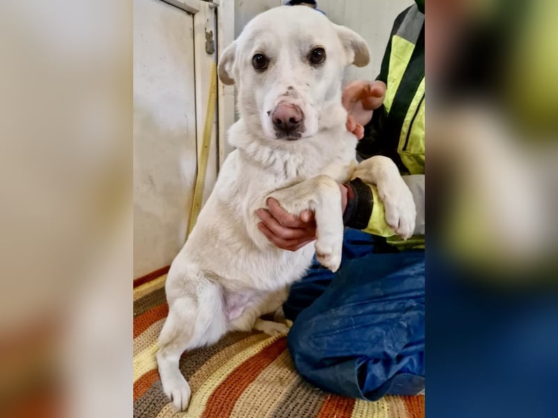 Dankbare, sanfte Blanche