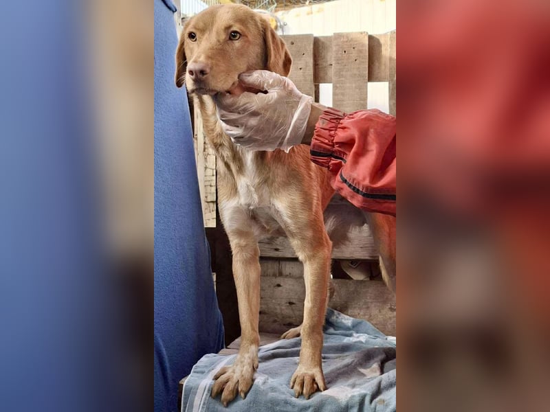 Tosca hat im Shelter Angst