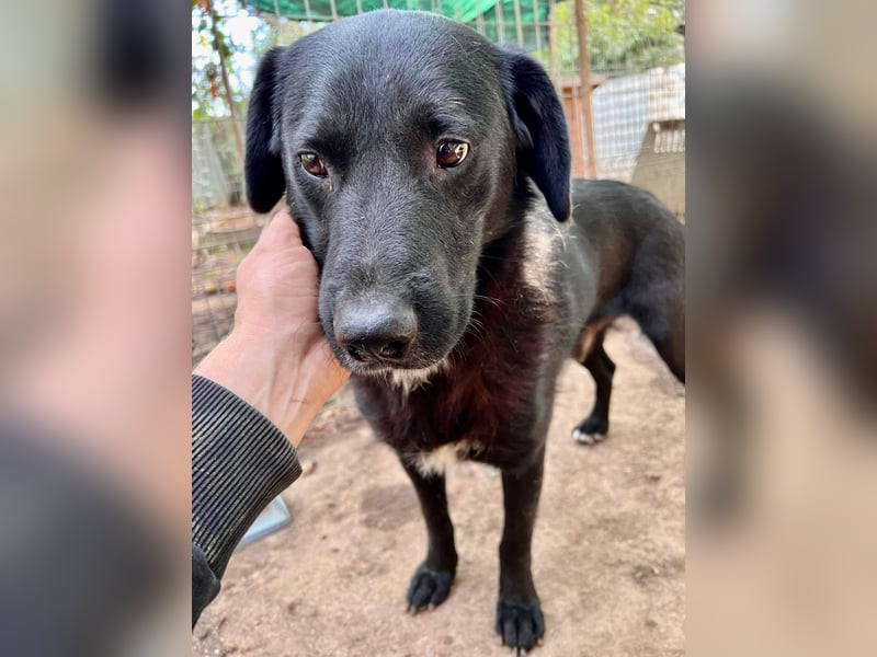 Seelenhund Mo sucht Halt und Liebe bei erfahrenen und geduldigen Menschen