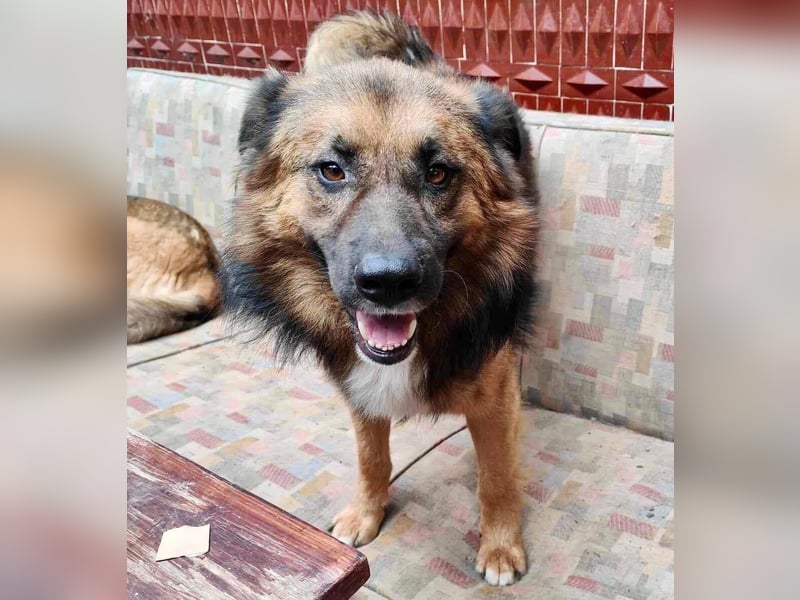 Mimo liebt Menschen und andere Hunde