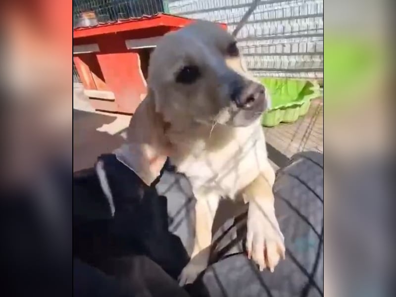 Junghund Boots hat sein Frauchen verloren