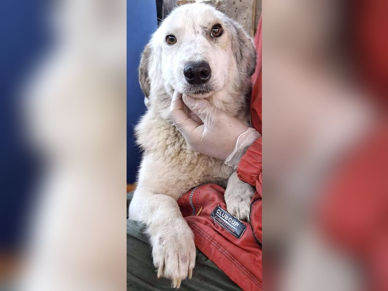 Vorsichtiger Junghund Frodo sucht ein geduldiges Zuhause