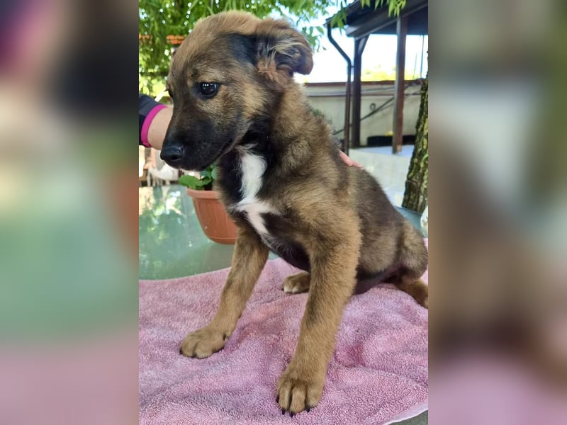 Mogli – kleines Wunder sucht seine Familie