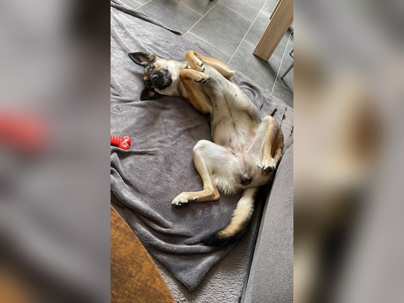 Unsichere Luna sucht erfahrenes Zuhause