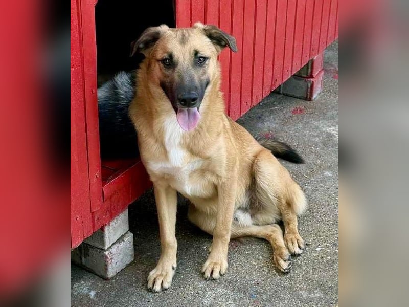 Katzenfreundlicher, lebensfroher Junghund Loyd