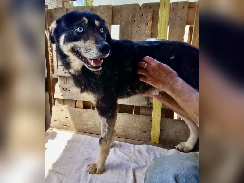 Verschmuster und verträglicher Moritz verlor sein Herrchen