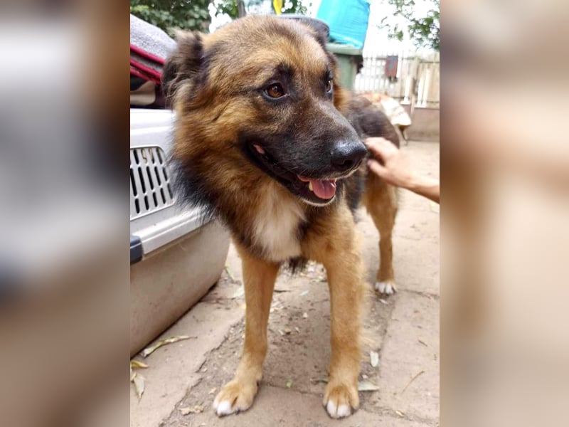 Mimo liebt Menschen und andere Hunde