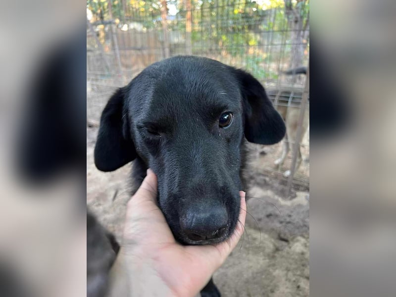 Seelenhund Mo sucht Halt und Liebe bei erfahrenen und geduldigen Menschen