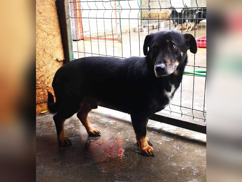 Pelle sucht geduldige und verständnisvolle Menschen