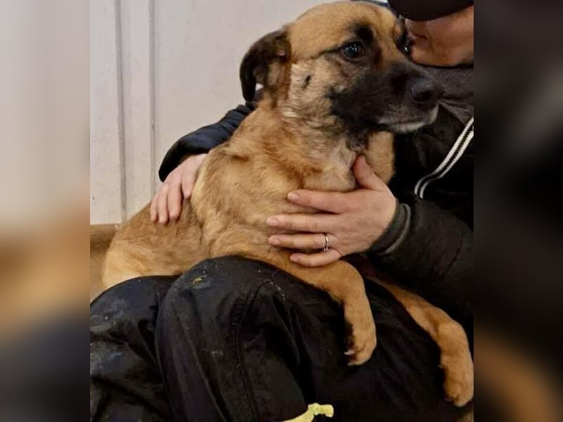 Arko  sensibler Rüde sucht ruhigen Neuanfang