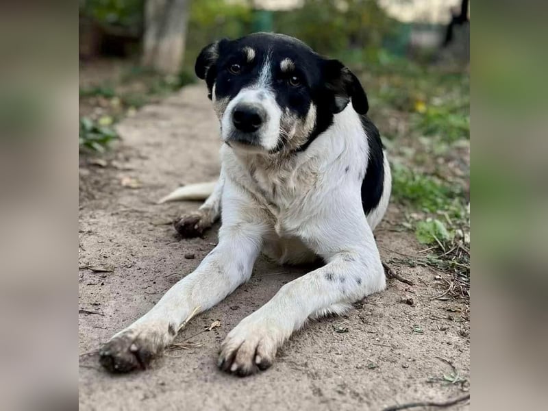 Jaron - bildhübscher, junger Bursche