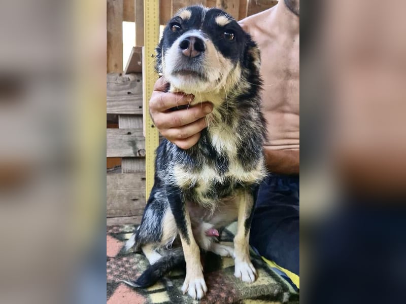 Pauli - sanfter Charmeur