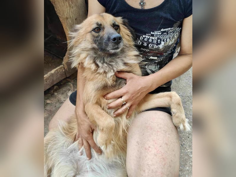 Freundliche Linda ist verspielt und verträglich