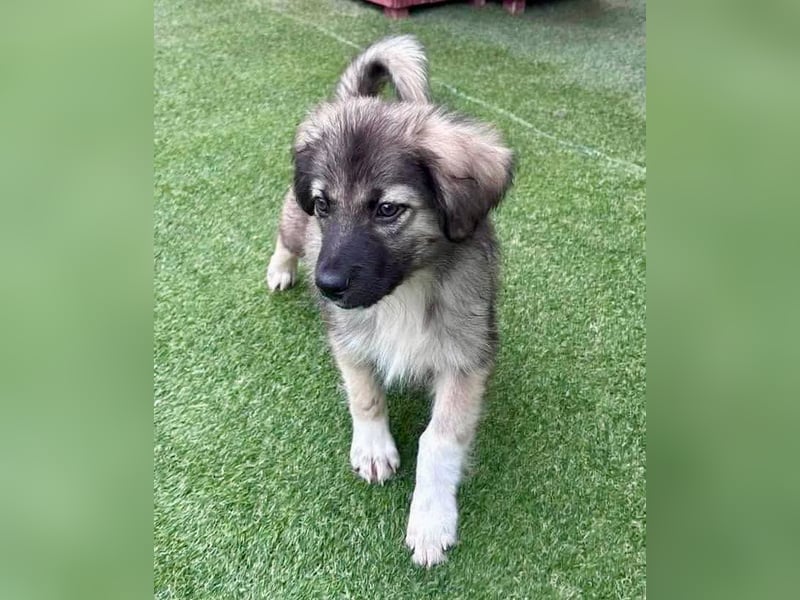 Finy, kleiner Herzensjunge sucht sein Zuhause.