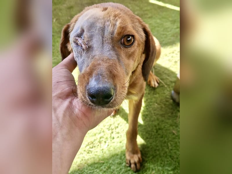 Tapfere Poppy sucht ihr Glück