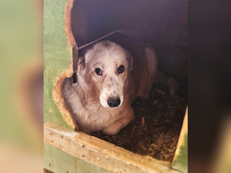 Vorsichtiger Junghund Frodo sucht ein geduldiges Zuhause
