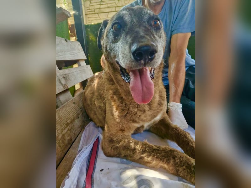Cody, bitte lass das Shelter nicht seine Endstation sein...