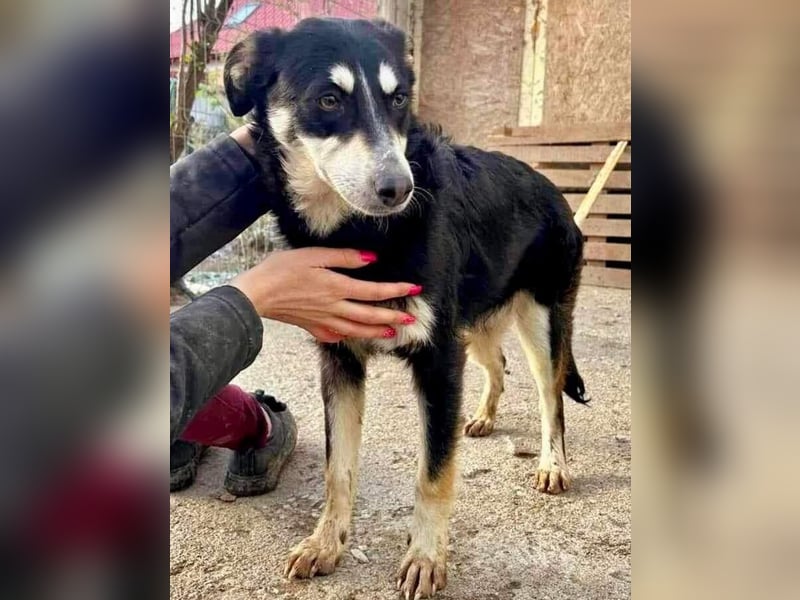 Sanfte, neugierige Hündin Dora