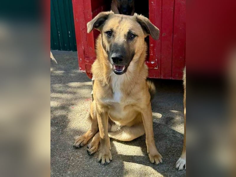 Katzenfreundlicher, lebensfroher Junghund Loyd