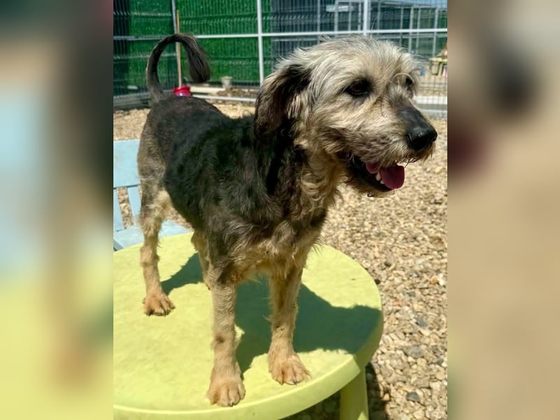 Candy – sanfte Schmusemaus sucht ihr Happy End