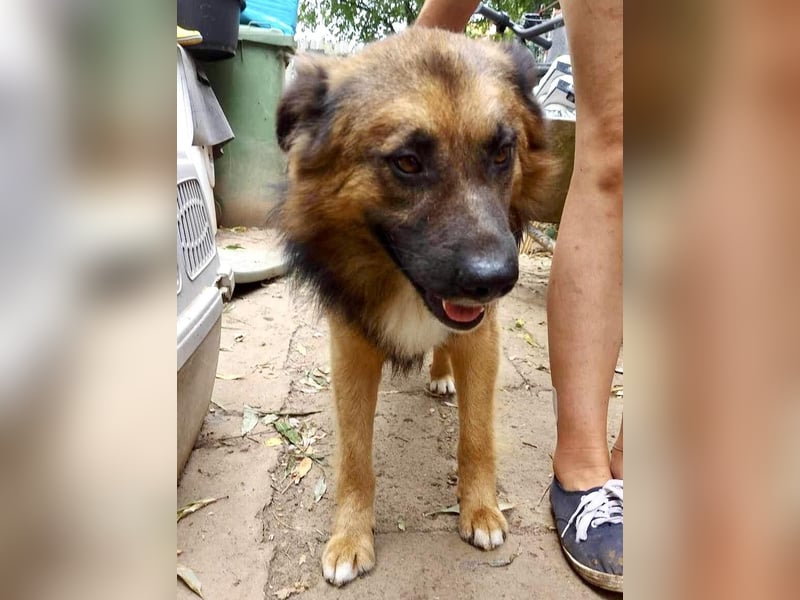 Mimo liebt Menschen und andere Hunde