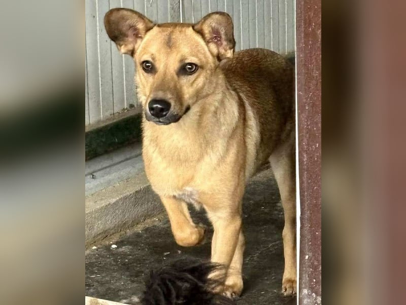 Linus – junger Rüde sucht ein geduldiges und liebevolles Zuhause